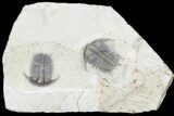 Double Cyphaspides Trilobite Specimen - Jorf, Morocco #96828-6